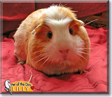 Lilly, the Pet of the Day