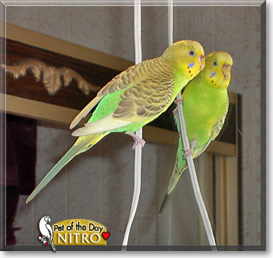 Nitro, the Pet of the Day