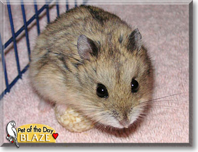 Blaze, the Pet of the Day Blaze, the Pet of the Day