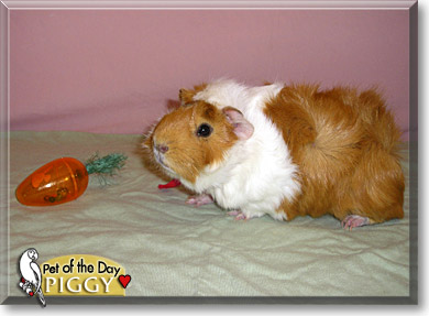Piggy, the Pet of the Day Piggy, the Pet of the Day