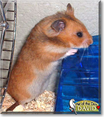 David, the Pet of the Day David, the Pet of the Day