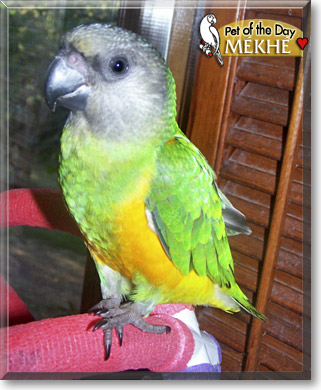 Mékhé, the Pet of the Day Mékhé, the Pet of the Day