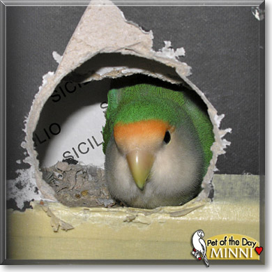 Minni, the Pet of the Day Minni, the Pet of the Day