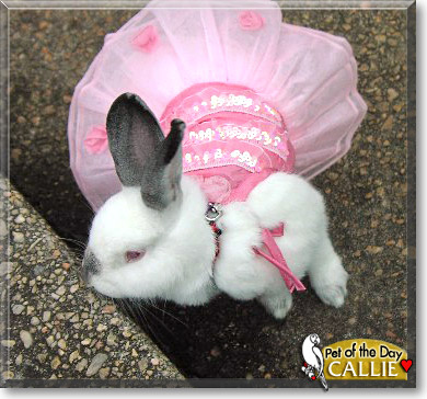 Callie, the Pet of the Day Callie, the Pet of the Day