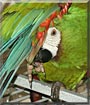 Jimmy the Severe Macaw