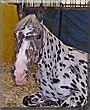 Coppelia the Appaloosa