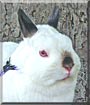 Oslo the Netherland Dwarf