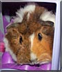Giggles the Guinea Pig