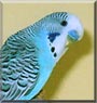 Zakki the Budgie