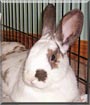 Pongo the English Spot Rabbit