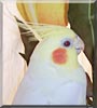 Valentino the Cockatiel