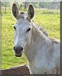 Curley Joe the Donkey