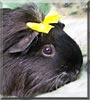 Bronwyn the American, Silkie