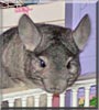 Sky the Chinchilla