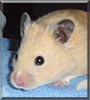 Fuzzy the Teddy bear hamster