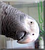 Bobo the Timneh African Gray