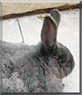 Bun Bun the Rabbit