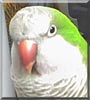 Bubba Louie the Quaker Parrot