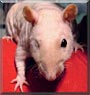 Captain Jack the Hairless Rat