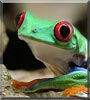 Kermit the Red Eyed Tree Frog