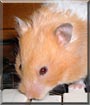 Teddy the Teddy Bear Hamster
