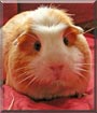 Lilly the Crested Guinea Pig