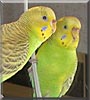 Nitro the Parakeet