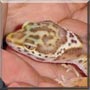 Dale the Leopard Gecko