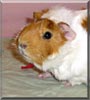 Piggy the Abyssinian Guinea Pig