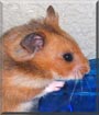 David the Teddy Bear hamster