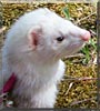 Kaie the Silver mitt Ferret