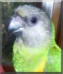 Mékhé the Senegal Parrot