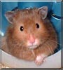 Dash the Sable Syrian Hamster