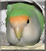 Minni the Peach faced Lovebird
