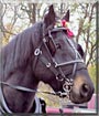 Flanders the Percheron Horse