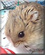 Edmund II the Dwarf Hamster