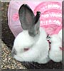 Callie the Rabbit