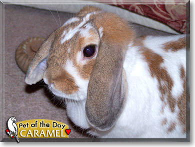 Caramel, the Pet of the Day