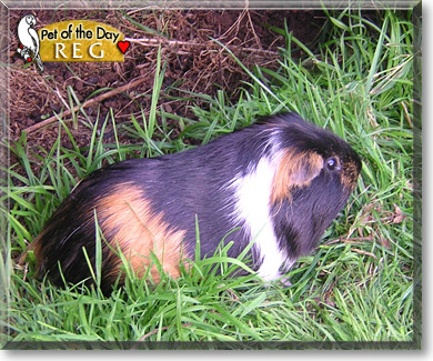 Reg, the Pet of the Day Reg, the Pet of the Day