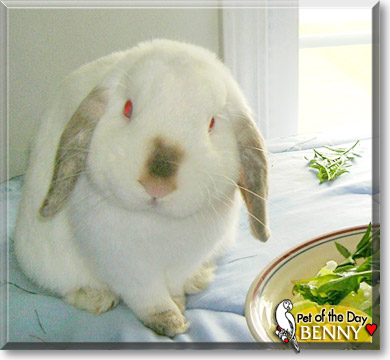 Benny, the Pet of the Day Benny, the Pet of the Day