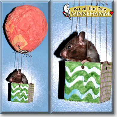 Minnihamm, the Pet of the Day