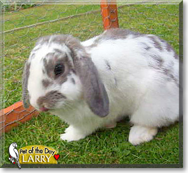 Larry, the Pet of the Day Larry, the Pet of the Day