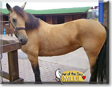 Millie, the Pet of the Day Millie, the Pet of the Day