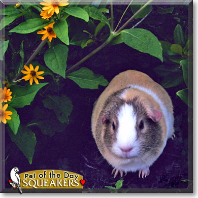 Squeakers, the Pet of the Day Squeakers, the Pet of the Day