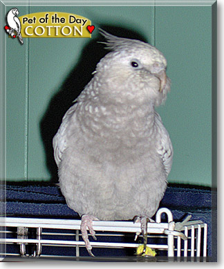 Cotton, the Pet of the Day Cotton, the Pet of the Day