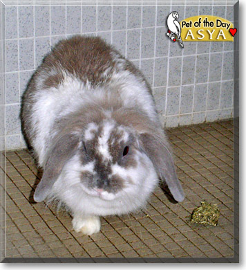 Asya (Ar Shui Kwong), the Pet of the Day
