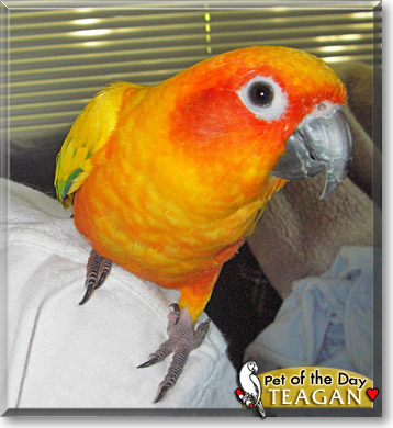Teagan Anne, the Pet of the Day Teagan Anne, the Pet of the Day