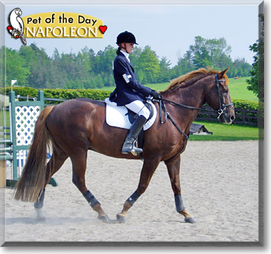 Napoleon, the Pet of the Day Napoleon, the Pet of the Day