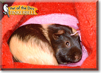 Tinkerbell, the Pet of the Day