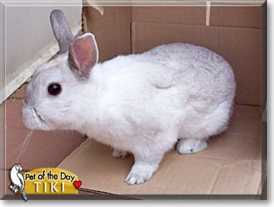 Tiki, the Pet of the Day